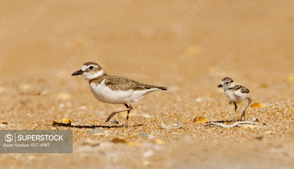 Close up of Wilson's Plover with chick (Charadrius Wilsonia) on sand