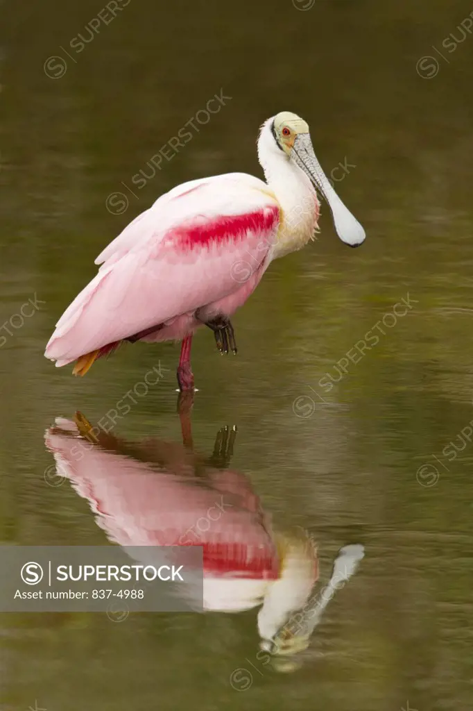 Close up of Roseate Spoonbill (Ajaia ajaia) standing in water