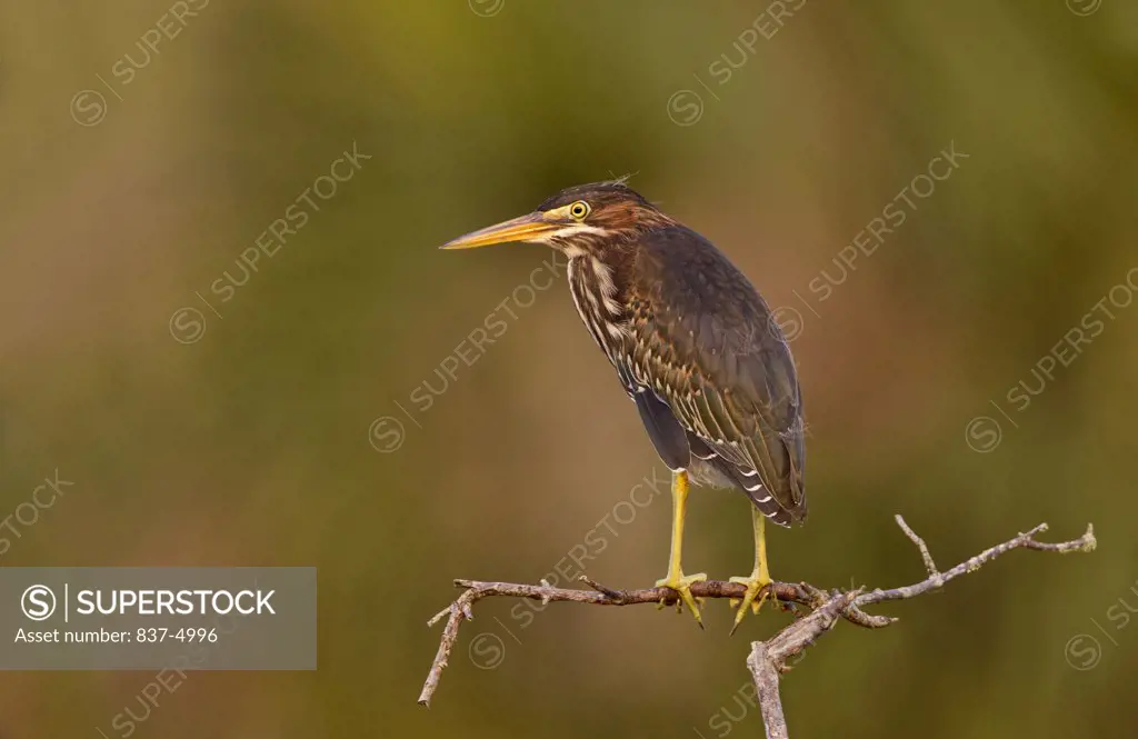 Close up of Green Heron (Butorides Virescens) perching on branch