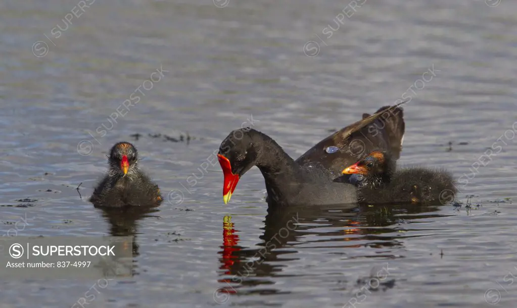 Close up of Moorhen (Gallinula chloropus) with chick on lake