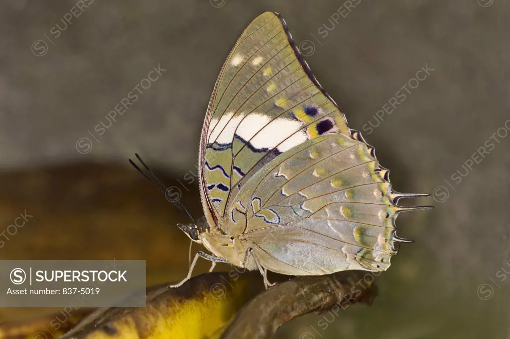 Blue-spotted Charaxes (Charaxes Cithaeron) perched on leaf