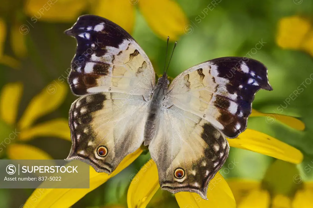 Clouded Mother of Pearl (Salamis anacardii) perched on flower