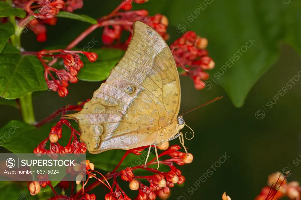 Charaxes protoclea (Flame bordered Charaxes) perched on flower
