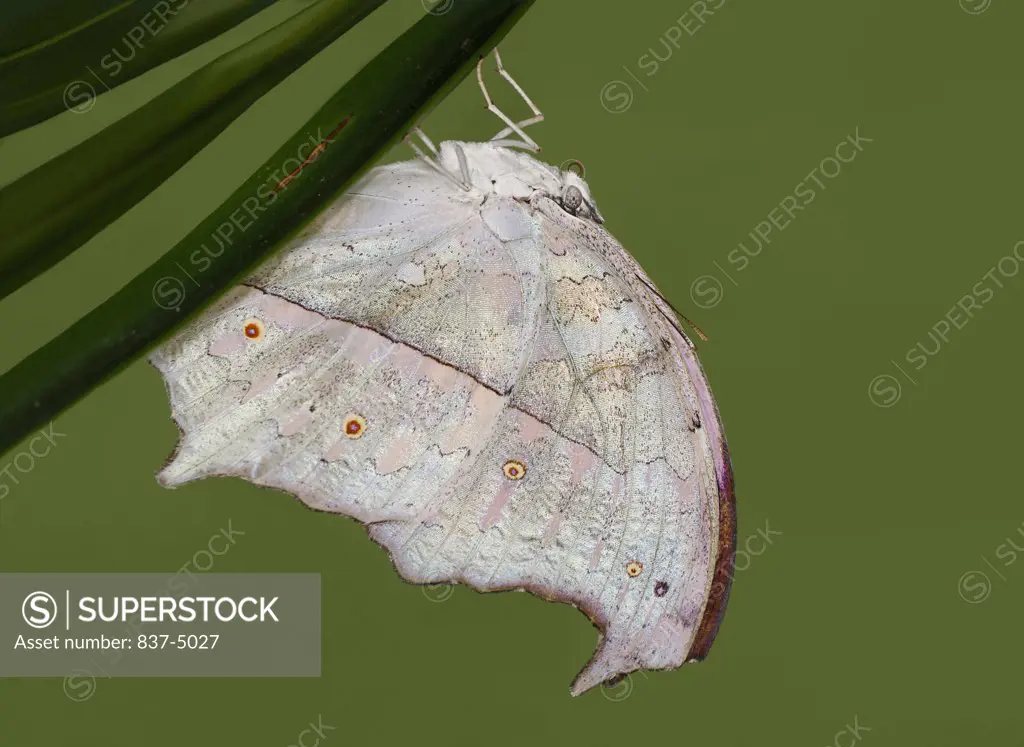 Forest Mother of Pearl (Salamis parhassus) perched on leaf