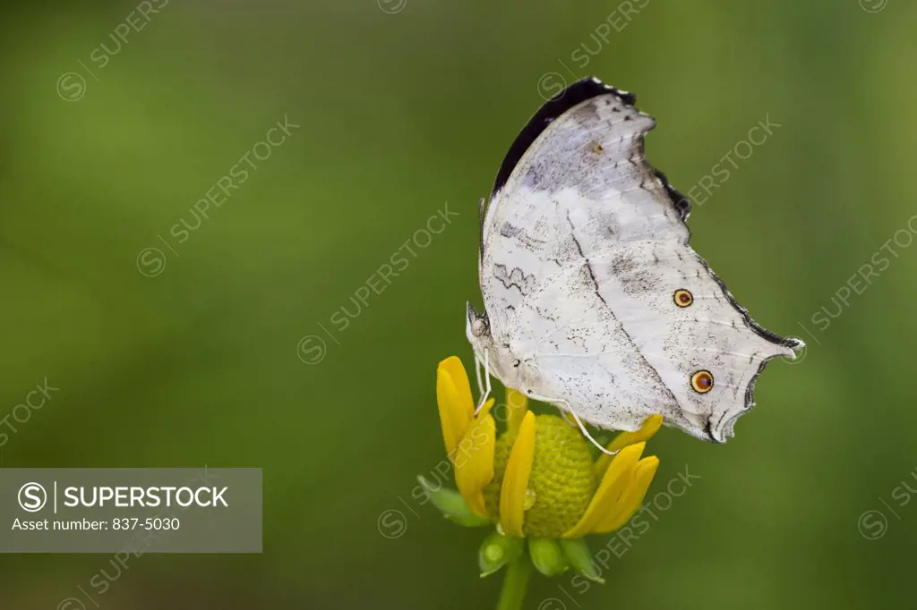 Forest Mother of Pearl (Salamis parhassus) perched on flower