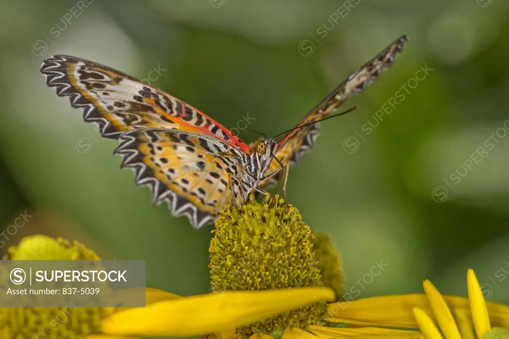 Cethosia cyane (Leopard Lacewing) perched on flower