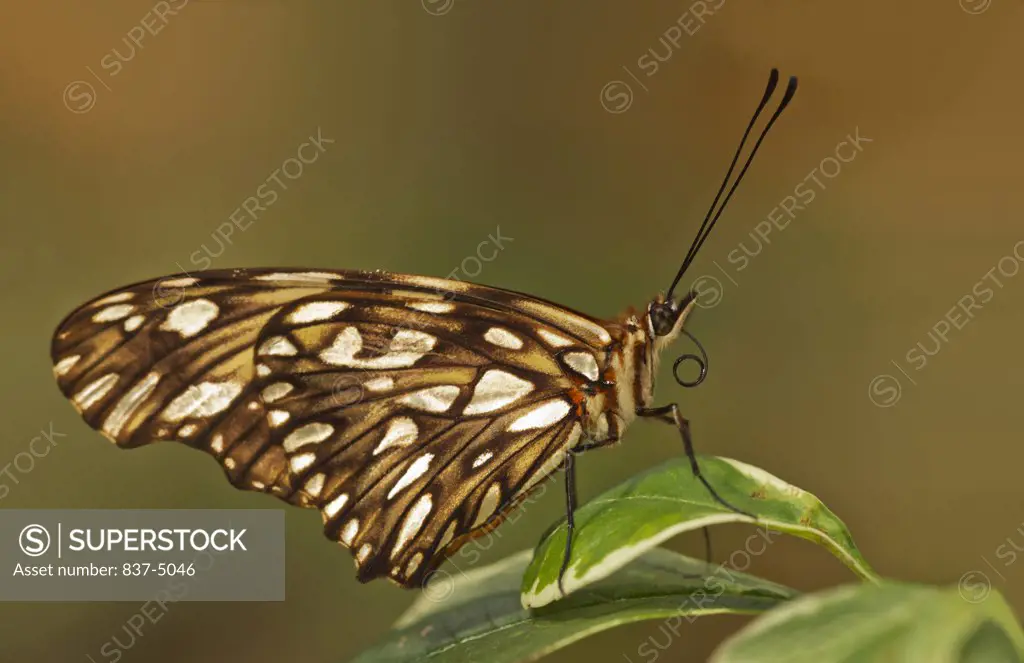 Silverspot Butterfly (Dione juno) perched on leaf