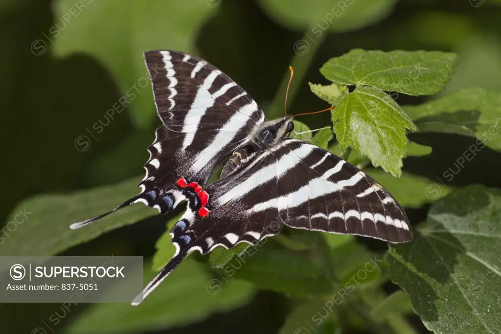 Zebra Swallowtail (Eurytides marcellus) perched on leaf