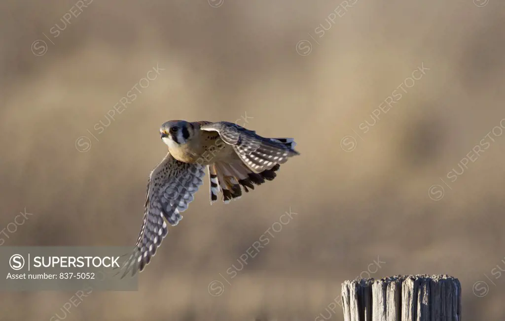 American Kestral (Falco Sparverius) in flight