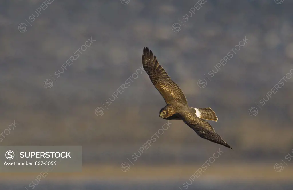 Northern Harrier (Circus Cyaneus) in flight