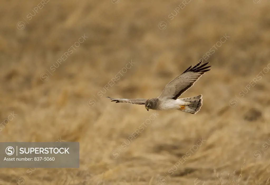 Northern Harrier (Circus Cyaneus) in flight