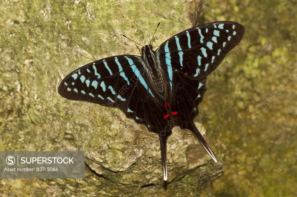 Black Swordtail (Graphium Colonna) perched on rock