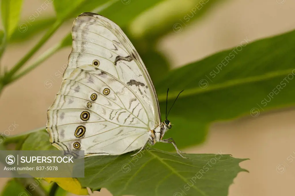 White Morpho (Morpho Polyphemus) perched on leaf