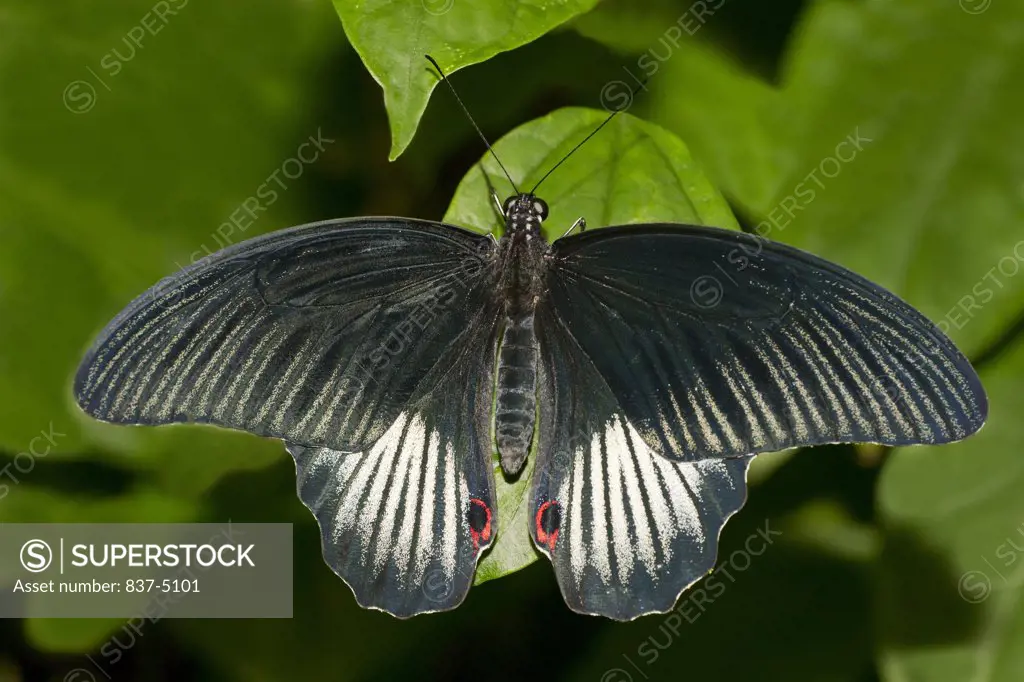 Great Mormon (Papilio Memnon) Male