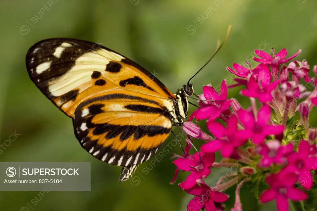 Longwing (Heliconius Hecale)