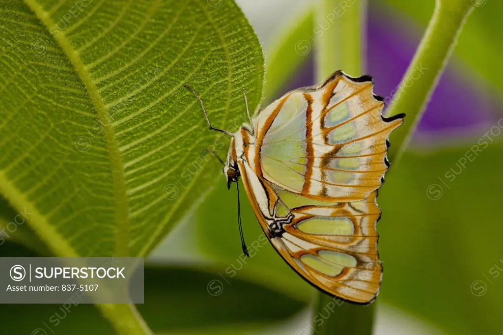 Malachite Butterfly (Siproeta Stelenes)