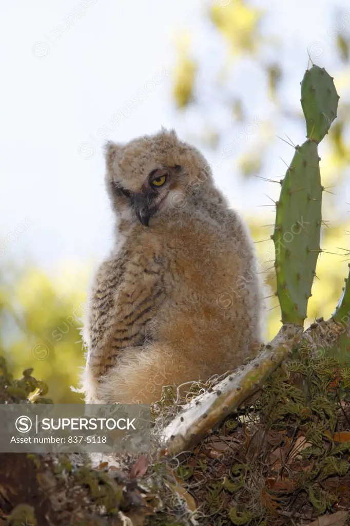 Great Horned Owl (Bubo Virginianus) Juvenile