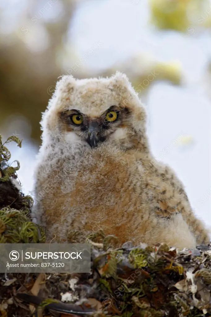 Great Horned Owl (Bubo Virginianus) Juvenile