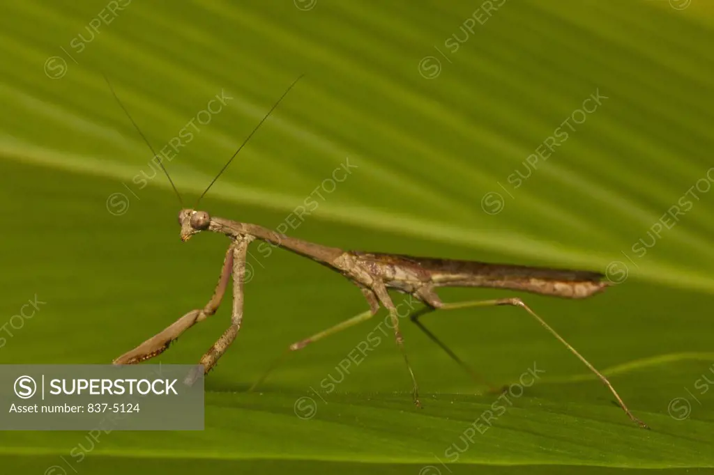Praying Mantis on leaf