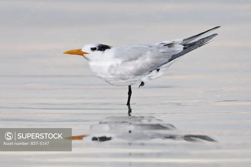 Royal Tern (Sterna Maxima)