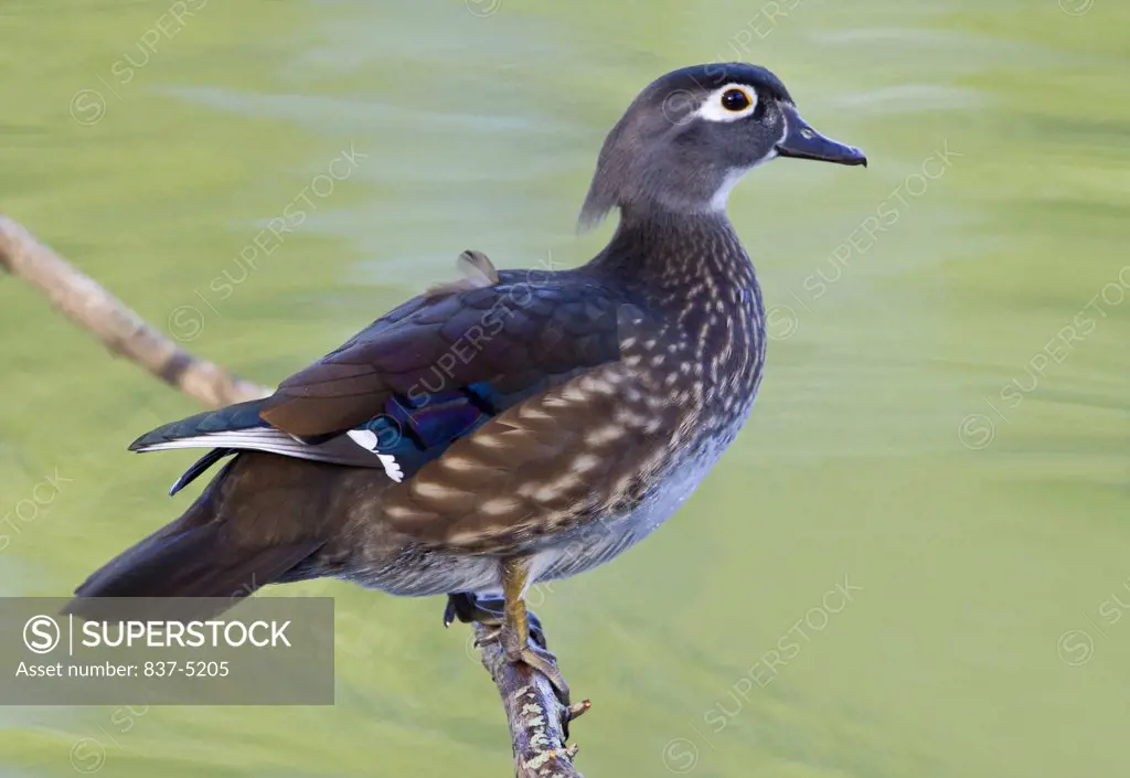 Female Wood Duck perching on branch