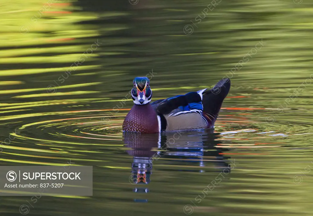 Wood Duck with reflection in water