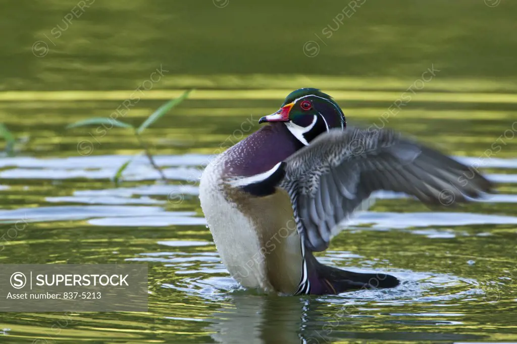 Wood Duck flapping wings on water