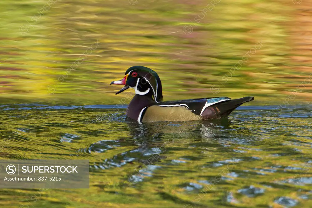 Wood Duck with reflection in water