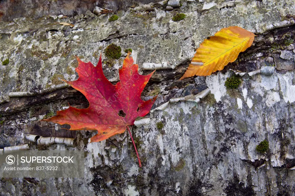 Autumn maple and birch leaves on a fallen trunk of silver birch tree with moss, New Hampshire, USA