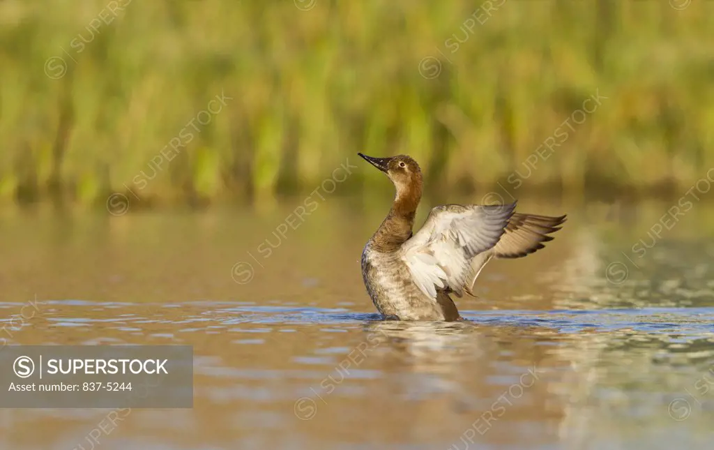Female Canvasback Duck (Aythya valisineria) flapping in water, South Texas, Texas, USA