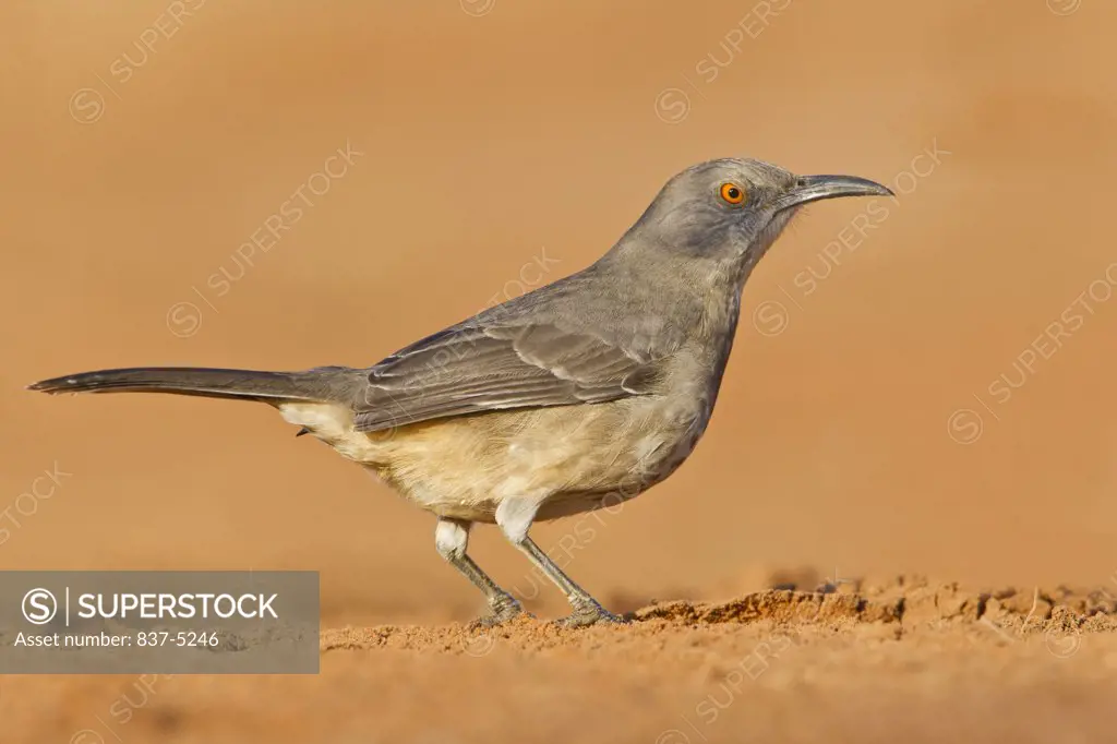 Close-up of a Curve-Billed thrasher (Toxostoma curvirostre) in alert pose on reddish dirt, Laguna Seca Ranch, Laguna Seca, Hidalgo County, Texas, USA