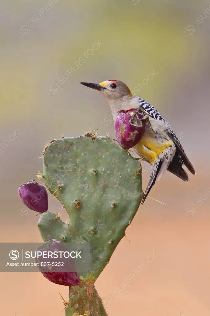 Golden-Fronted woodpecker (Melanerpes aurifrons) perching on prickly pear cactus, Laguna Seca Ranch, Laguna Seca, Hidalgo County, Texas, USA