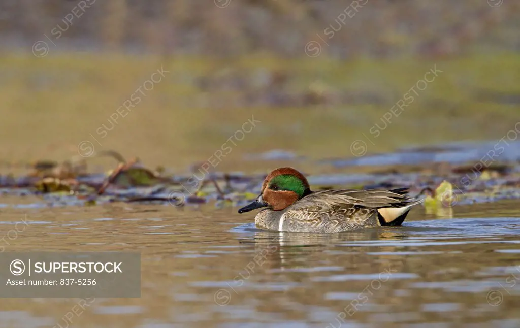 Male Green-Winged teal (Anas carolinensis) swimming in a pond, South Texas, Texas, USA