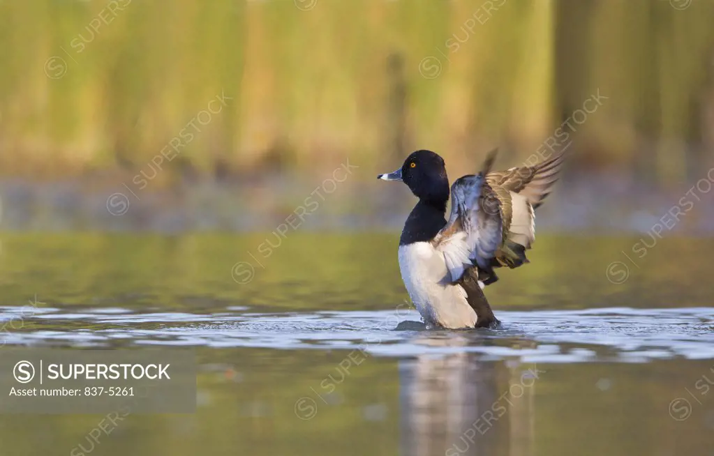 Ring-necked duck (Aythya collaris) flapping in water, South Texas, Texas, USA