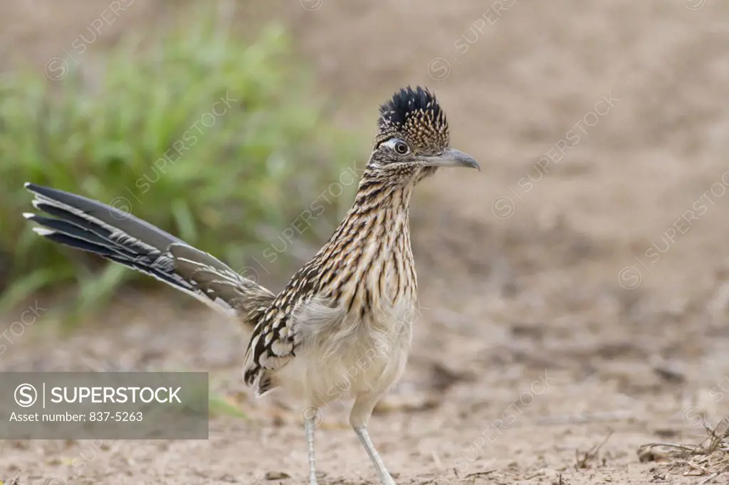 Close-up of a Greater Roadrunner (Geococcyx californianus), Martin Ranch, Texas, USA