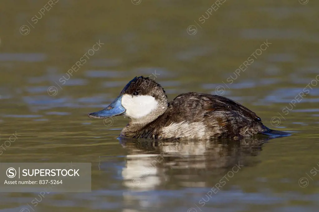 Male Ruddy duck (Oxyura jamaicensis) swimming in a pond, South Texas, Texas, USA