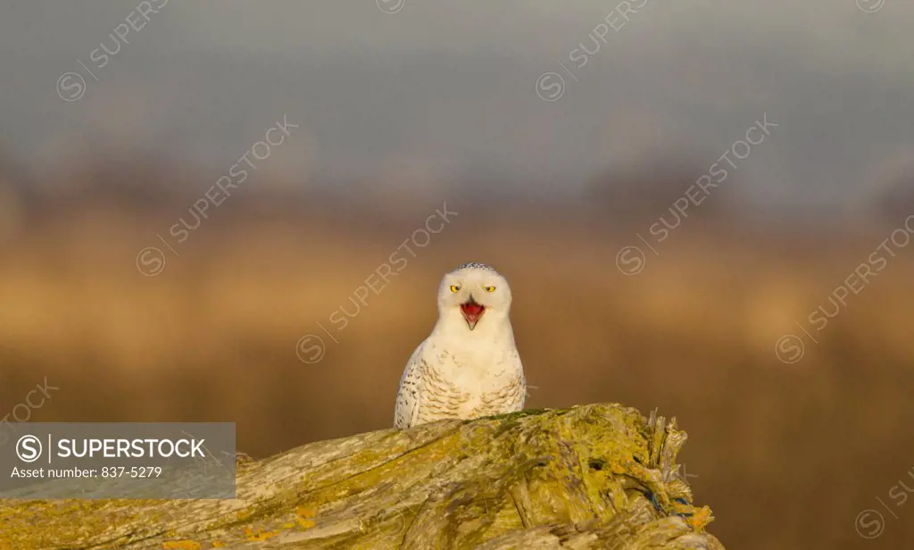 Snowy owl (Bubo scandiacus) perching on a fallen log in golden light while calling out