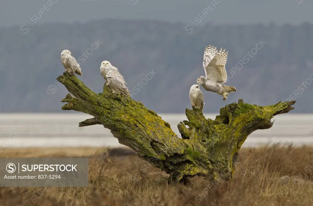 Snowy owls (Bubo scandiacus) perching on a moss covered overturned tree stump