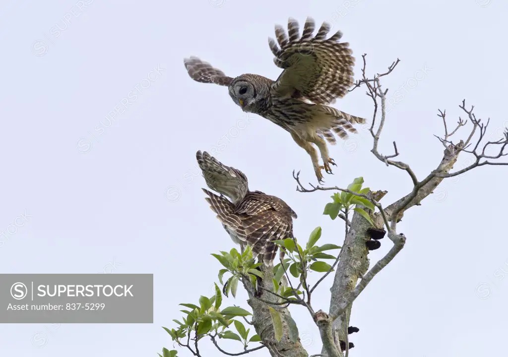 One Barred owl (Strix varia) taking off from a perch while another cringes and turns away