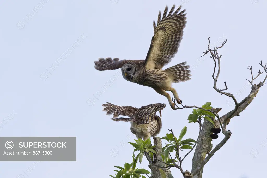 One Barred owl (Strix varia) taking off from a perch while another cringes and turns away