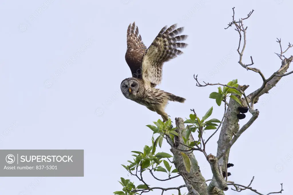 Barred owl (Strix varia) taking off from a tree