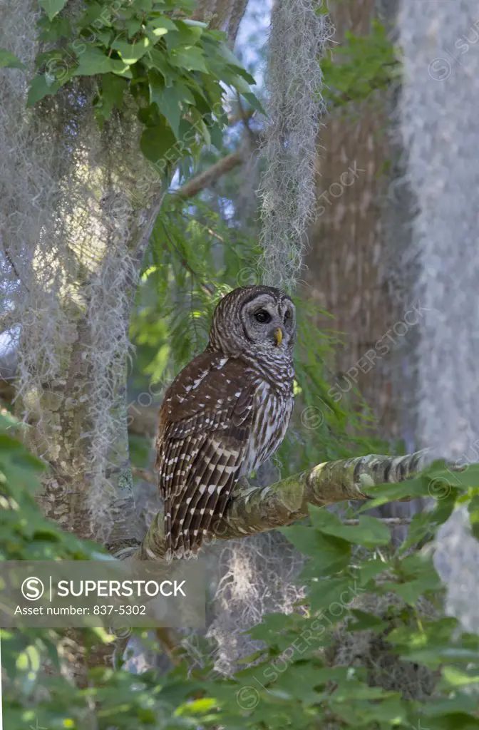 Barred owl (Strix varia) perching on a tree branch