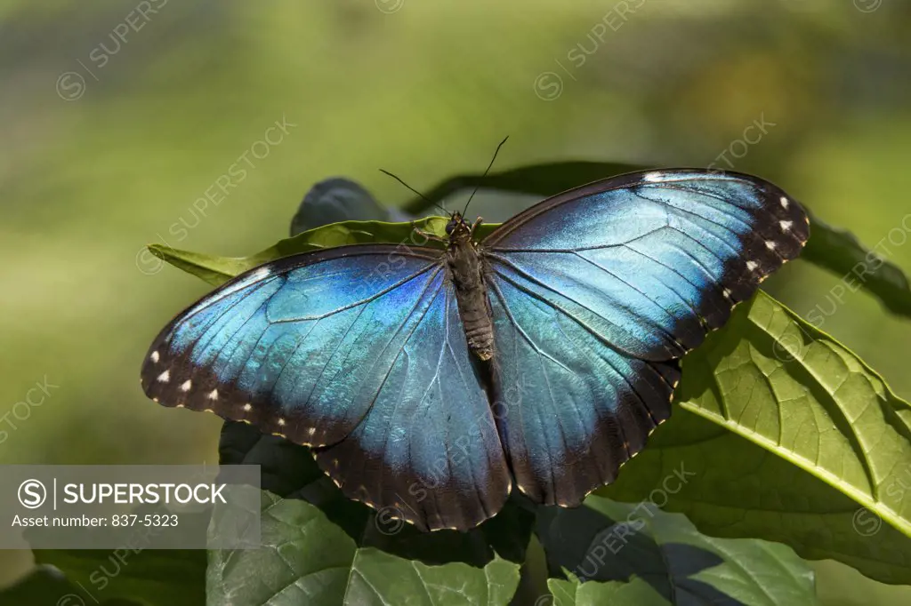 Topwing view of a Blue Morpho butterfly (Morpho peleides) perched on a green leaf