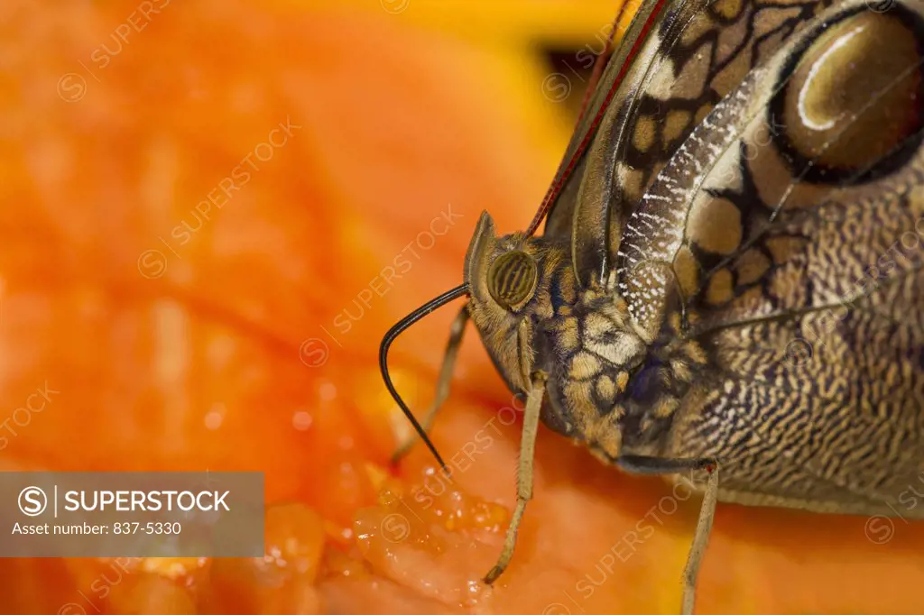 Narrow Banded Owlet (Opsiphanes tamarindi) butterfly nectaring on fruit