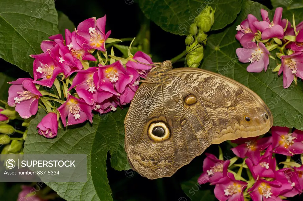 Owl butterfly (Caligo memnon) nectaring on pink flowers