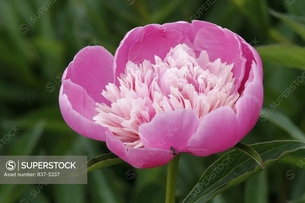 Close-up of a peony flower