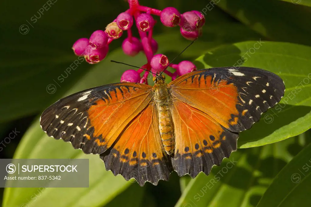 Red Lacewing (Cethosia biblis)butterfly nectaring on pink flower buds