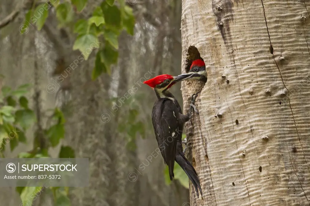 Pileated woodpecker male feeding chick at the nest