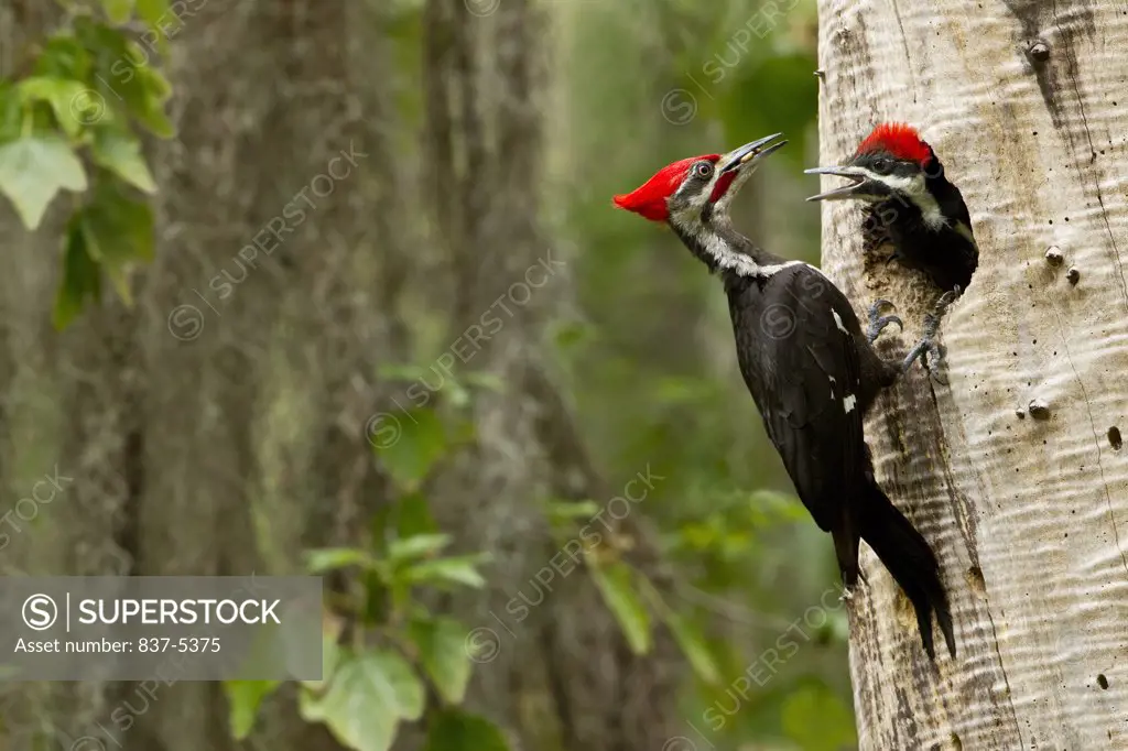 Pileated woodpecker at the nest with a chick sticking his head out