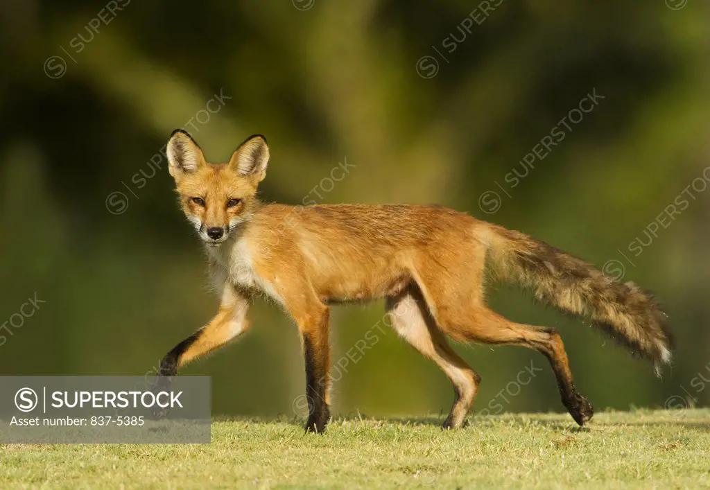 Red Fox (Vulpes vulpes) female walking on golf course